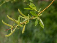 Salix pentandra Terekudden, Bunkeflo strandängar, Malmö, Skåne, Sweden 20140429_0042