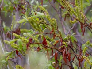 Salix pulchra - Tealeaf Willow