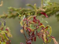 Salix pulchra Denali Highway, Alaska, USA 20140626_0080