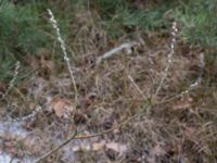 Salix repens Strandbaden, Falsterbohalvön, Vellinge, Skåne, Sweden 20170408_0052