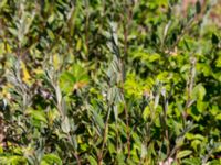 Salix repens ssp. repens Gamla Viken, Helsingborg, Skåne, Sweden 20180702_0028