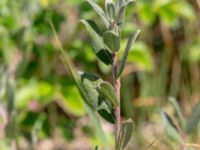 Salix repens ssp. repens Gamla Viken, Helsingborg, Skåne, Sweden 20180702_0030