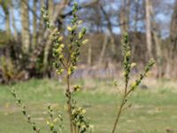 Salix repens ssp. repens Gropahålet, Kristianstad, Skåne, Sweden 20160505_0136