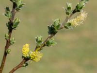 Salix repens ssp. repens Gropahålet, Kristianstad, Skåne, Sweden 20160505_0139