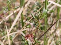 Salix repens ssp. repens Kalkstad, Mörbylånga, Öland, Sweden 20170526_0046