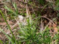 Salix repens ssp. rosmarinifolia Kalkstad-Lenstad, Mörbylånga, Öland, Sweden 20150606_0187