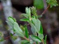 Salix repens var. repens Ljungstorp, Tomelilla, Skåne, Sweden 20190518_0013