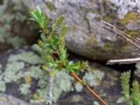 Salix repens var. repens Ljungstorp, Tomelilla, Skåne, Sweden 20190518_0014