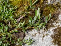 Salix repens var. repens Tosteberga ängar, Kristianstad, Skåne, Sweden 20150514_0153