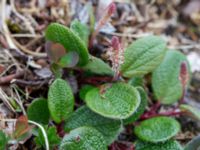 Salix reticulata Nordkalottenleden, Torne lappmark, Lappland, Sweden 20150709_0694