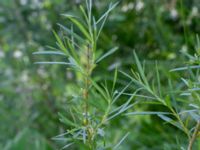 Salix viminalis Lilla Mölleberga, Malmö, Skåne, Sweden 20190620_0071