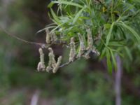 Salix viminalis Svanetorpsvägen, Åkarp, Lomma, Skåne, Sweden 20150528_0005