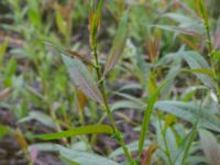 Salix x fragilis Banvallen S handikappbadet, Ribersborg, Malmö, Skåne, Sweden 20170616_0023