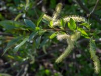 Salix x fragilis Ribersborg, Malmö, Skåne, Sweden 20150510_0020