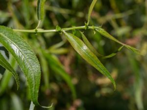 Salix x pendulina - Fontänpil