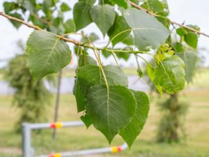 Populus deltoides - Eastern Cottonwood - Virginiapoppel