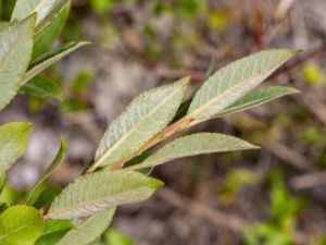 Salix cinerea × myrsinifolia - Gråvide x svartvide