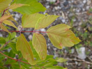 Acer negundo - Boxelder Maple - Asklönn