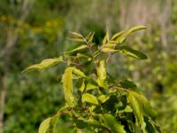 Acer negundo Klosterängshöjden, Lund, Skåne, Sweden 20150612_0119