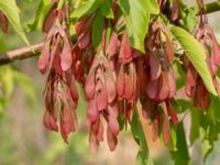 Acer negundo Klosterängshöjden, Lund, Skåne, Sweden 20180517_0031