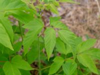 Acer negundo Utställningsgatan, Inre hamnen, Malmö, Skåne, Sweden 20180618_0003