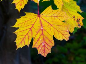 Acer platanoides - Norway Maple - Skogslönn