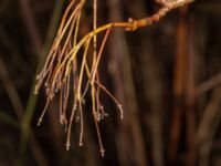 Acer platanoides Ryttareby, Staffanstorp, Skåne, Sweden 20250126_0001