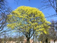 Acer platanoides St Pauli M kyrkogård, Malmö, Skåne, Sweden 20150422 IMG_2006