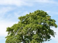 Acer platanoides Västeråker, Löddeåns mynning, Lomma, Skåne, Sweden 20160721_0052