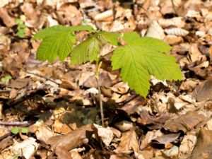 Acer pseudoplatanus - Sycamore - Tysklönn