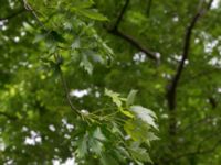 Acer saccharinum Närlunda tegelbruksgrav, Helsingborg, Skåne, Sweden 20170727_0070