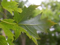 Acer saccharinum Närlunda tegelbruksgrav, Helsingborg, Skåne, Sweden 20170727_0072