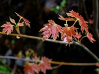 Acer saccharinum Närlunda tegelbruksgrav, Helsingborg, Skåne, Sweden 20190504_0047