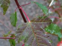 Acer tataricum ssp. ginnala Östervärn, Malmö, Skåne, Sweden 20171014_0046