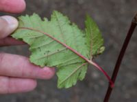 Acer tataricum ssp. ginnala Östervärn, Malmö, Skåne, Sweden 20171014_0047