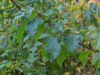 Acer tataricum ssp. ginnala Östervärn, Malmö, Skåne, Sweden 20171014_0048