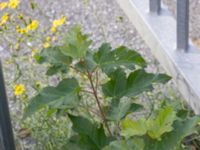Acer tataricum ssp. ginnala Stora Varvsgatan, Malmö, Skåne, Sweden 20230930_0019