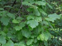 Acer tataricum ssp. tataricum Närlunda tegelbruksgrav, Helsingborg, Skåne, Sweden 20170727_0091