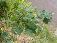 Acer tataricum ssp. tataricum Närlunda tegelbruksgrav, Helsingborg, Skåne, Sweden 20170727_0092