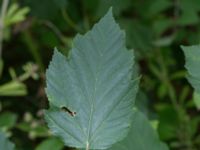 Acer tataricum ssp. tataricum Närlunda tegelbruksgrav, Helsingborg, Skåne, Sweden 20170727_0093
