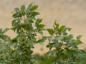 Acer trautvetteri - Trautvetter´s Maple