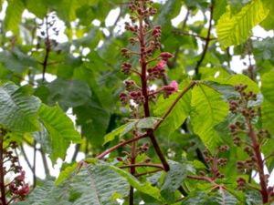 Aesculus carnea - Rödblommig hästkastanj