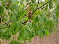 Aesculus carnea Smedstorp, Tomelilla, Skåne, Sweden 20190518_0021