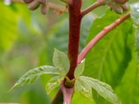 Aesculus carnea Smedstorp, Tomelilla, Skåne, Sweden 20190518_0023