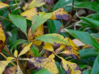 Aesculus parviflora 100 m OSO Albafabriken, Dalby, Lund, Skåne, Sweden 20171022_0010