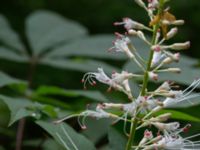 Aesculus parviflora Närlunda tegelbruksgrav, Helsingborg, Skåne, Sweden 20170811_0077