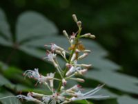 Aesculus parviflora Närlunda tegelbruksgrav, Helsingborg, Skåne, Sweden 20170811_0078