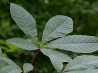 Aesculus parviflora Närlunda tegelbruksgrav, Helsingborg, Skåne, Sweden 20170811_0079