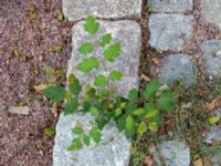 Koelreuteria paniculata Baltzarsgatan 1, Malmö, Skåne, Sweden 20190806_0062