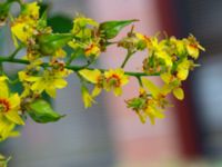 Koelreuteria paniculata Baltzarsgatan 1, Malmö, Skåne, Sweden 20190806_0066